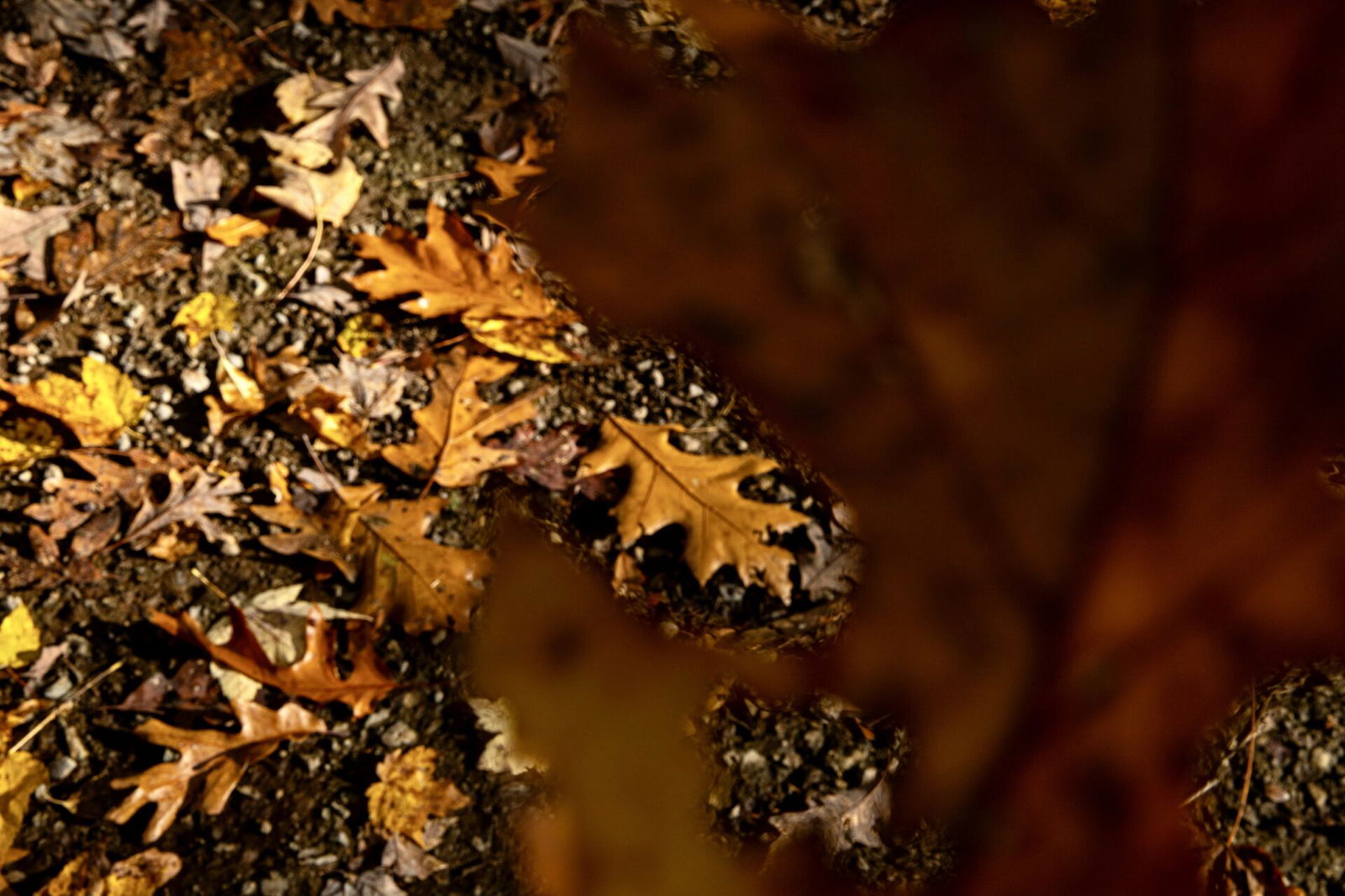 Leaves falling onto ground
