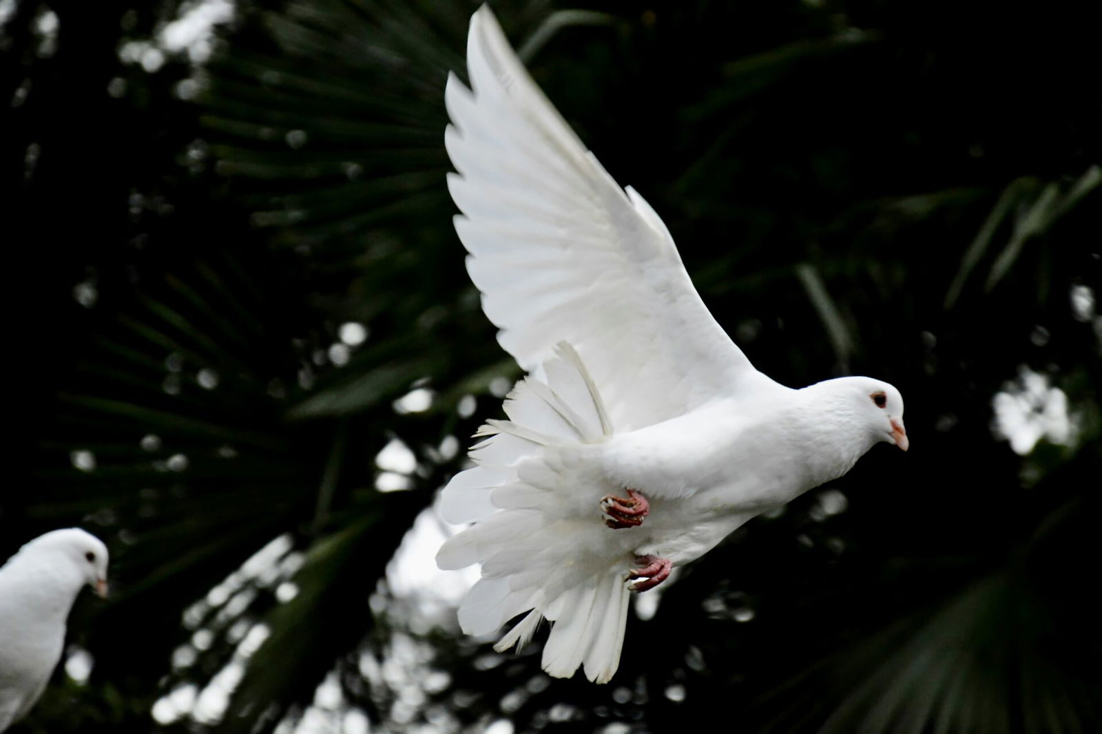 Flying dove