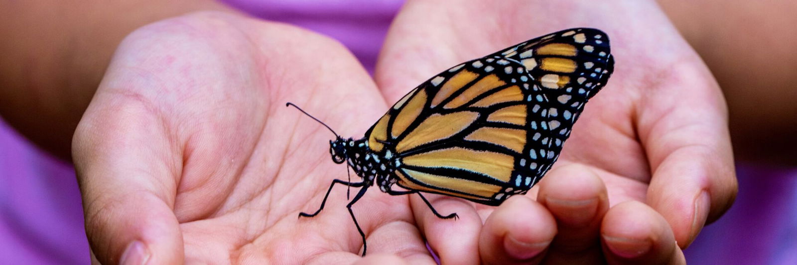 Person holding butterfly