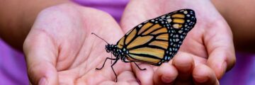 Person holding butterfly